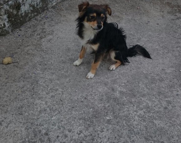 Roly adopté le 14.12.16