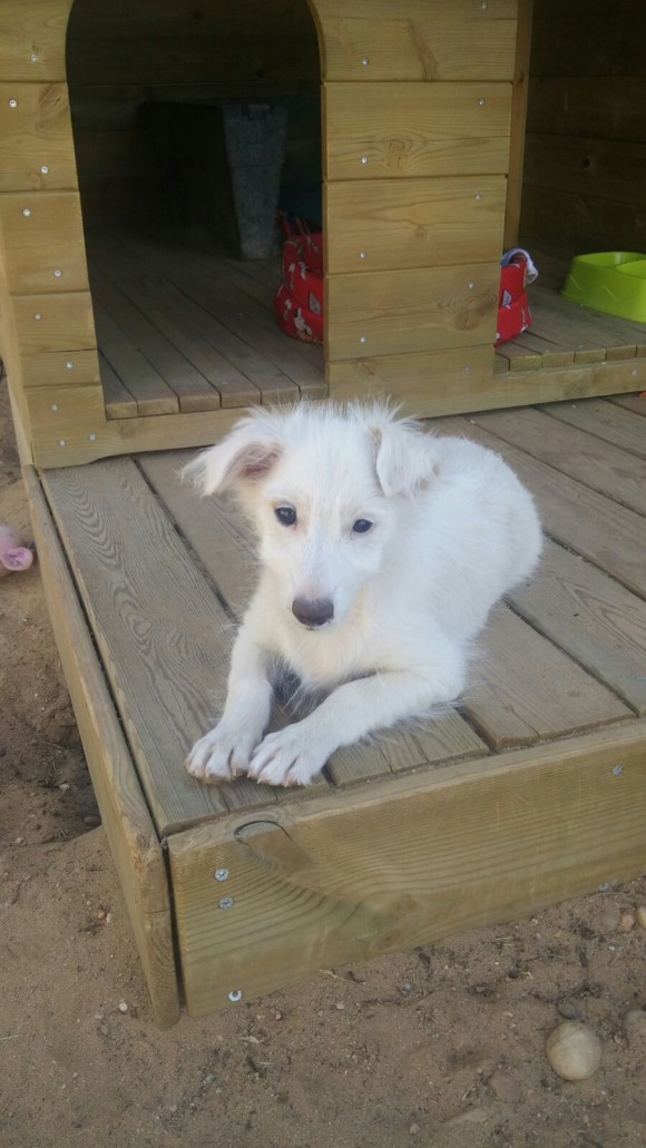 Tobi adopté 14.10.2016