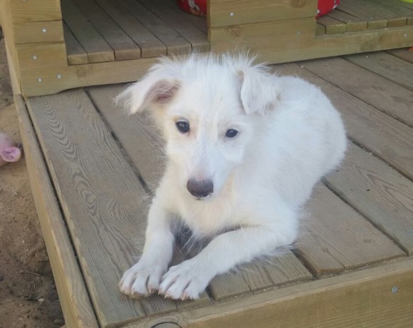 Tobi adopté 14.10.2016