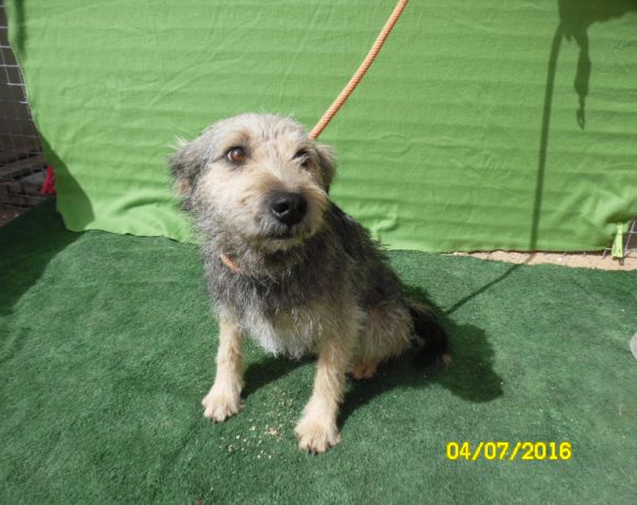 Baxter adopté 04.03.17