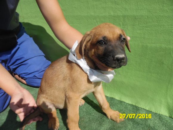 Samson adopté 24.09.2016
