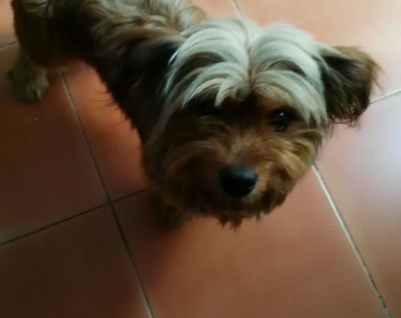 Curro adopté le 14.12.16