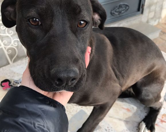 Elsa adoptée 04.03.17