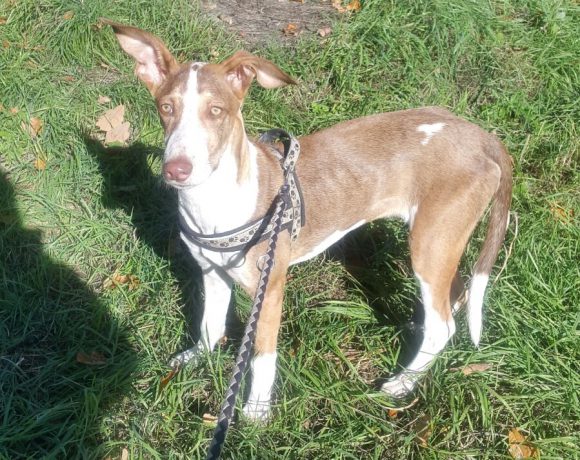 Tony 1  adopté 24.03.2017