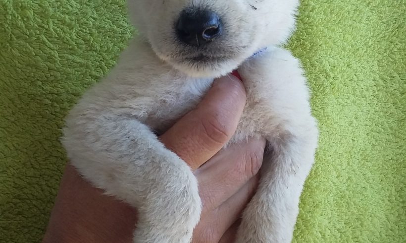 Baltik adopté le 31.12.2016 Baltik adopté le 31.12.2016