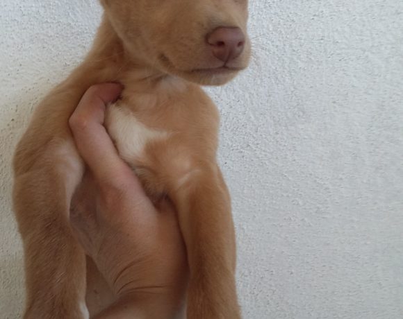 Epi adopté le 14.12.16