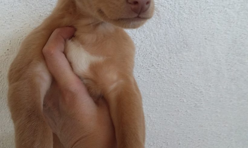 Epi adopté le 14.12.16 Epi adopté le 14.12.16