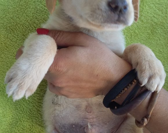 Eros adopté le 14.12.16