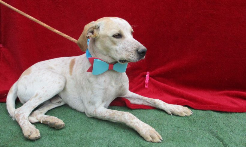 Goku adopté 04.03.17 Goku adopté 04.03.17