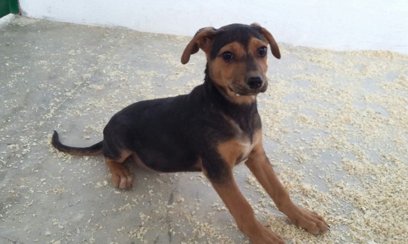 Lara adoptée 04.03.17 Lara adoptée 04.03.17