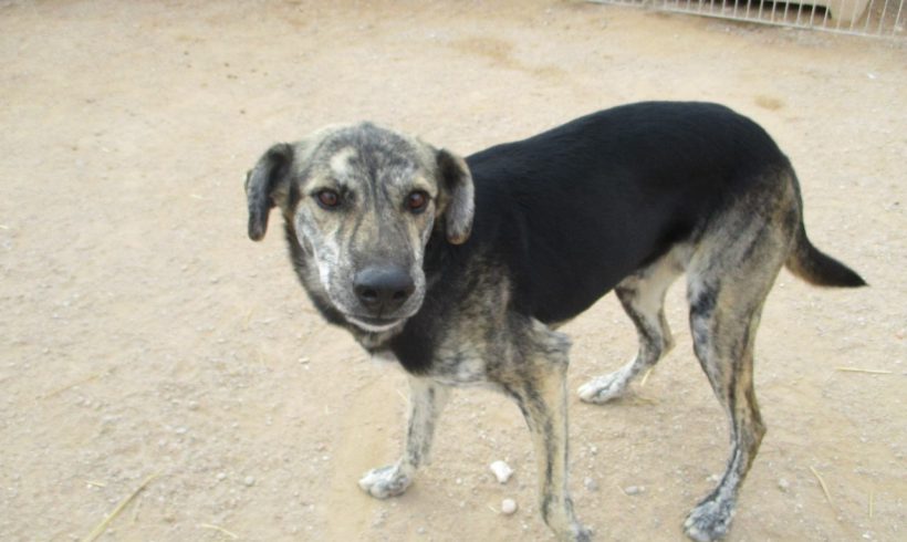 Pixi-Pax adopté 04.03.17 Pixi-Pax adopté 04.03.17