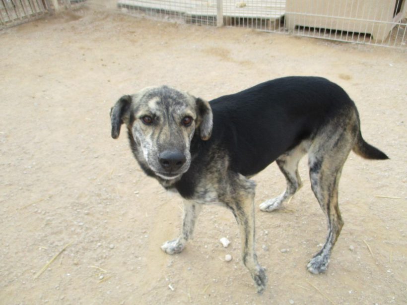 Pixi-Pax adopté 04.03.17