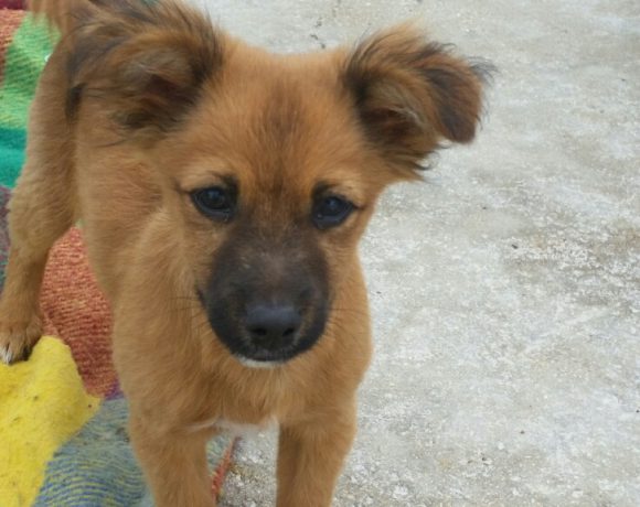 Ragnac-Cognac adopté le 14.12.16