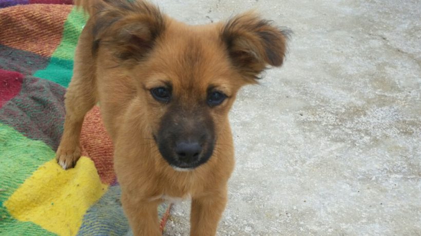 Ragnac-Cognac adopté le 14.12.16