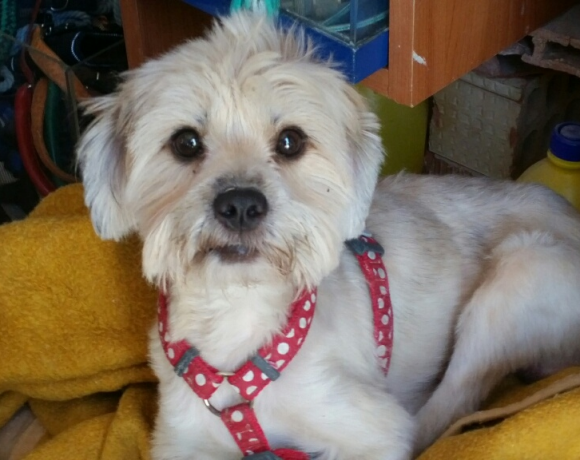 Rastan adopté 04.03.17