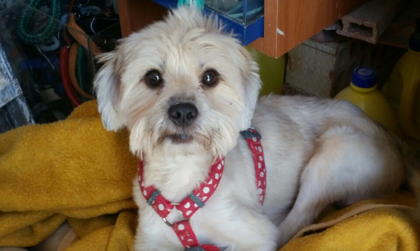 Rastan adopté 04.03.17 Rastan adopté 04.03.17
