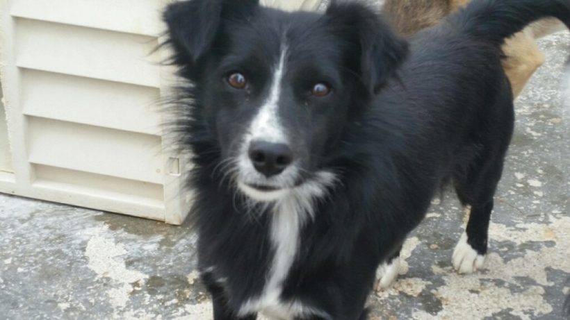 Simon adopté le 14.12.16