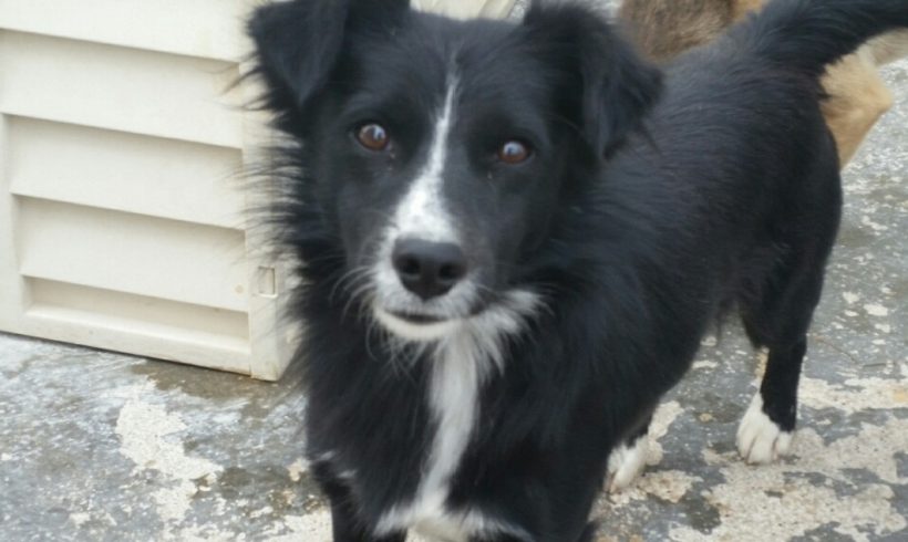 Simon adopté le 14.12.16 Simon adopté le 14.12.16