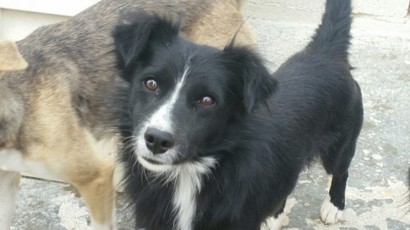 simon-3