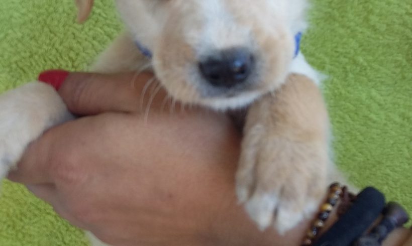 Tito adopté le 14.12.16 Tito adopté le 14.12.16