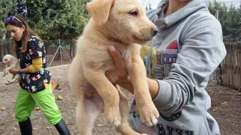 Vasco adopté le 14.12.16