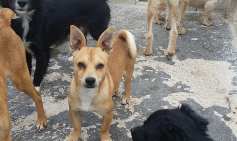 Willy adopté le 14.12.16 Willy adopté le 14.12.16