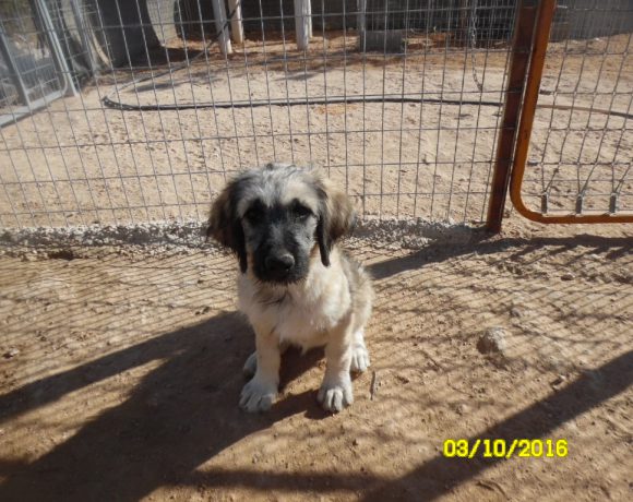 Enma adoptée 04.03.17