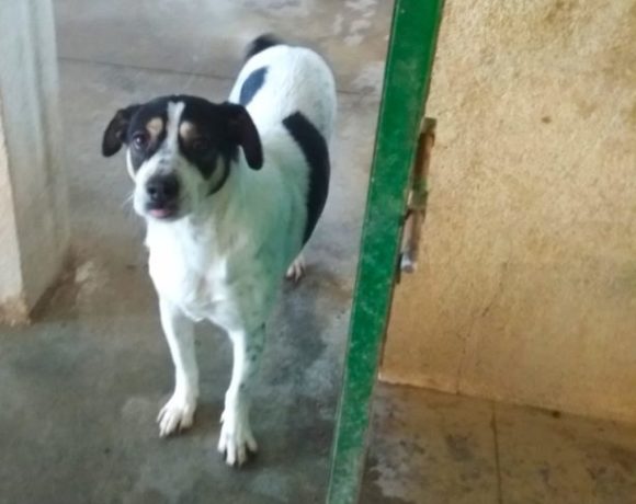 Lucas adopté 11.06.2020