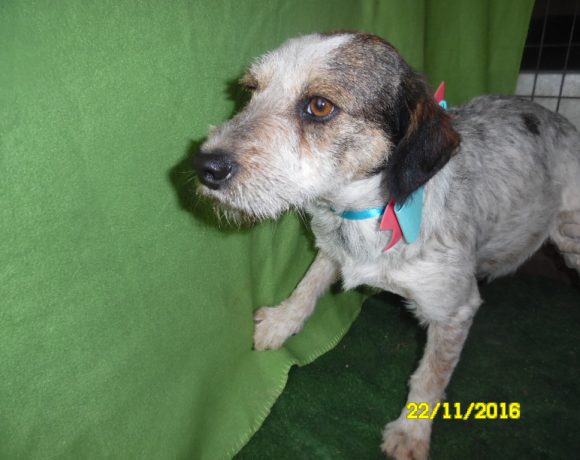 Blanki adoptée 04.03.17