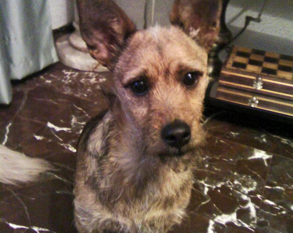 Chester adopté 04.03.17