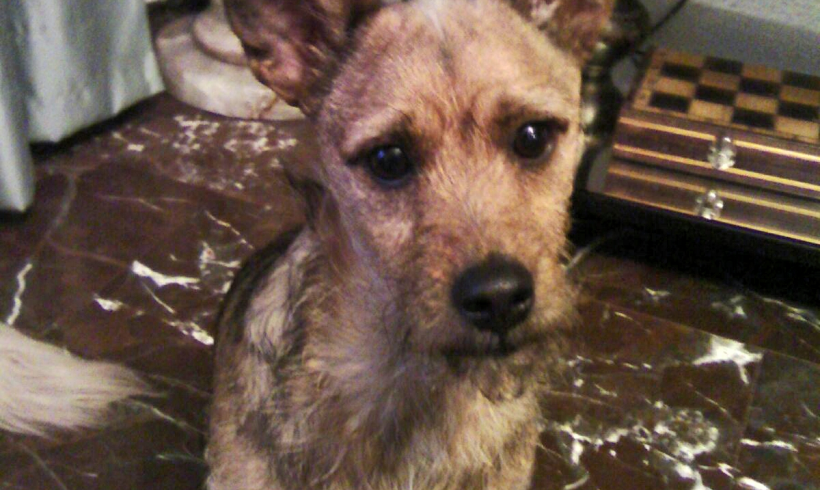 Chester adopté 04.03.17 Chester adopté 04.03.17