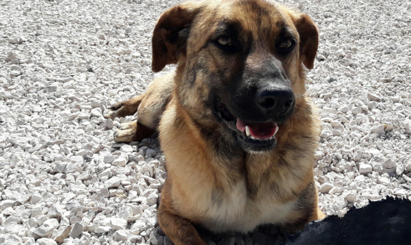Kinder adopté 30.09.17 Kinder adopté 30.09.17