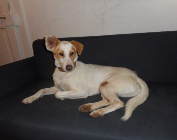 Triston-Chico adopté 07.03.17