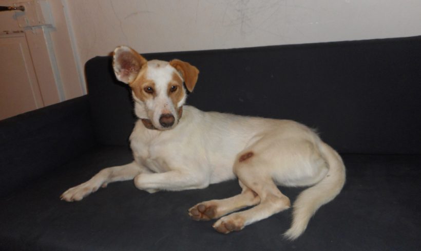 Triston-Chico adopté 07.03.17 Triston-Chico adopté 07.03.17