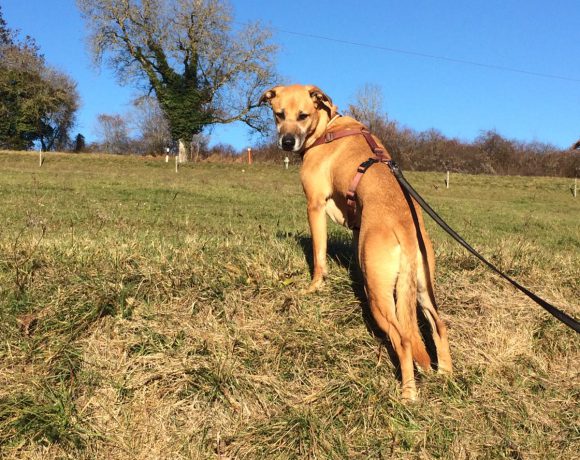Bran adopté le 01.04.2017