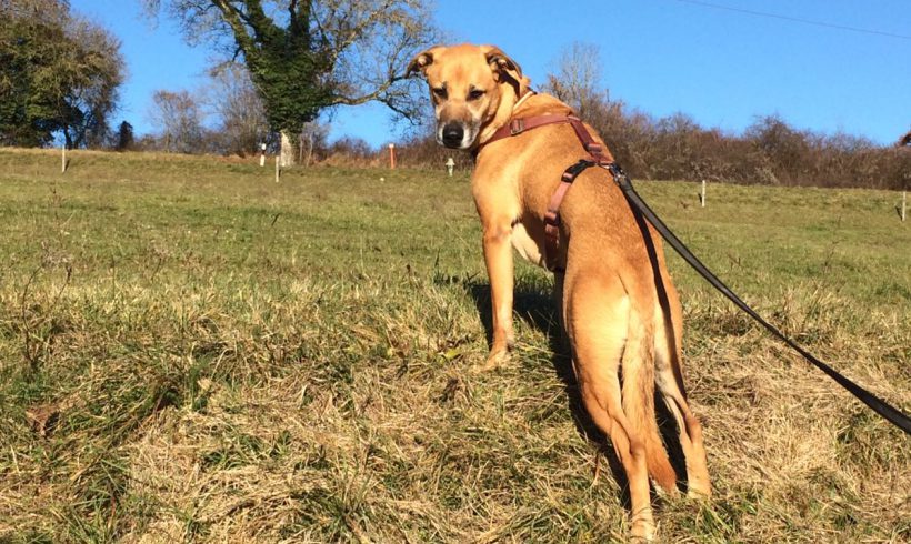 Bran adopté le 01.04.2017