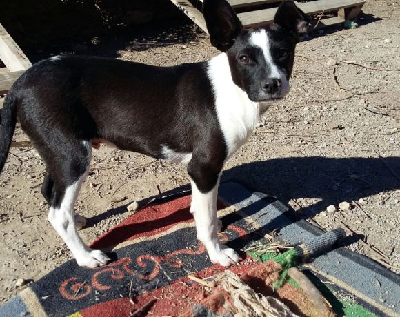 Coco adopté 04.03.17