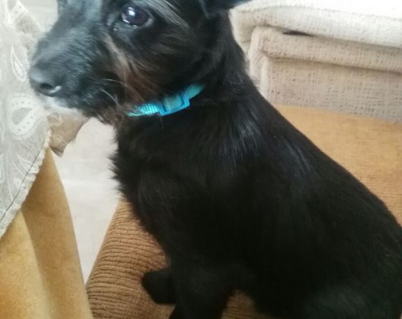Dumbo adopté le 13.05.17