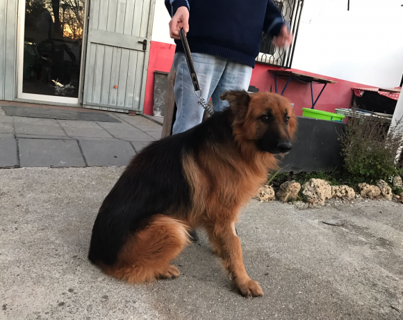 Sanson adopté 04.03.17