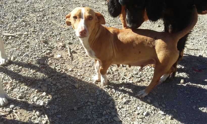 Soline-Isis adoptée 04.03.17 Soline-Isis adoptée 04.03.17