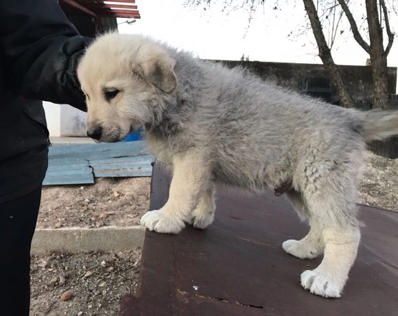 Timon-Simon adopté 04.03.17