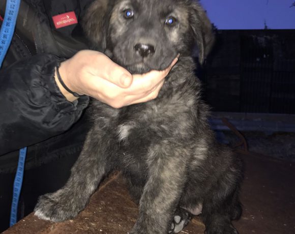 Tosca adoptée le 13.05.17