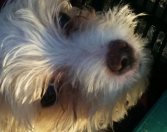 Bimba adoptée 04.03.17