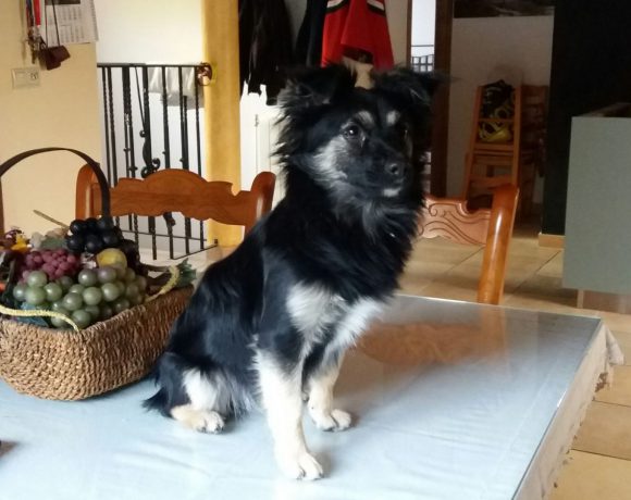 Pelusa adoptée le 13.05.17