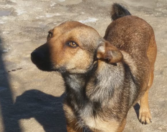 Barto adopté le 13.05.17