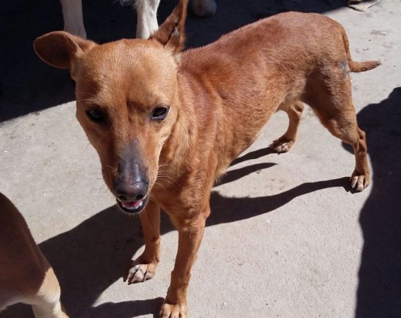 Camila1 adoptée 12.03.18