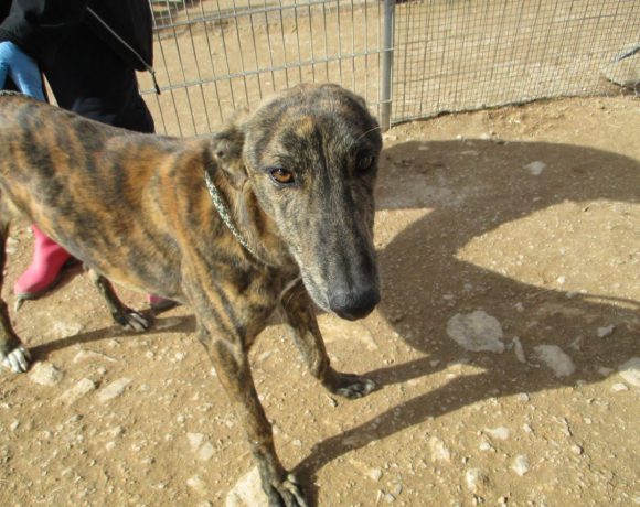 Enrique adopté le 13.05.17