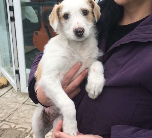 Gabi adoptée le 13.05.17