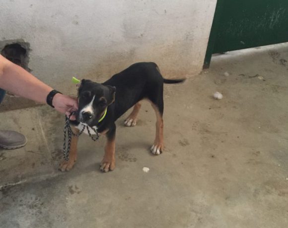 Maxin adopté le 13.05.17
