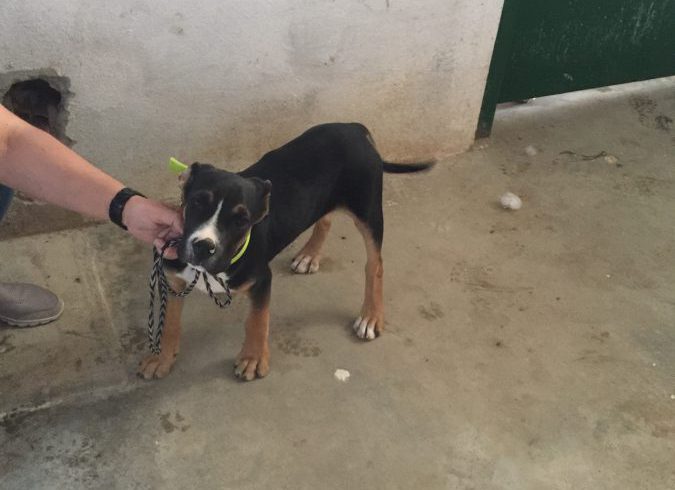 Maxin adopté le 13.05.17 Maxin adopté le 13.05.17